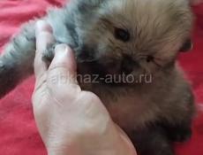 Померанский шпиц