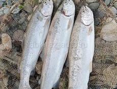 Тур поездки , отдых и  рыбалка горной речке .