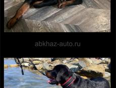 Ротвейлер кобель вязка