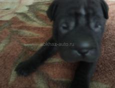 Продаются щенки шарпея от чистокровных собак