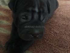 Продаются щенки шарпея от чистокровных собак