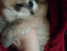 Померанский шпиц