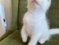 Котята Мейн Кун