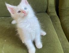 Котята Мейн Кун