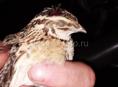 Куплю охотничьего щенка или взрослую собаку 