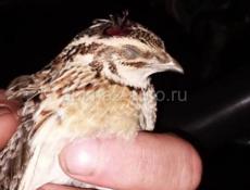 Куплю охотничьего щенка или взрослую собаку 