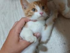 Отдам в добрые руки, мальчик! 