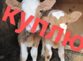 КУПЛЮ телят 🐄🐄🐄🐄🐄