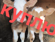 КУПЛЮ телят 🐄🐄🐄🐄🐄