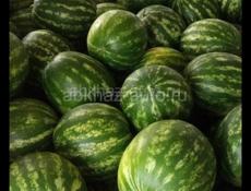 Куплю арбуз  много,, звоните если можете привести до Гагры сами.