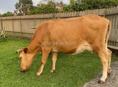 Корова 