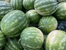 Продам арбузы оптом 