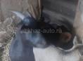 Козы котные