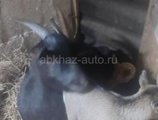 Козы котные