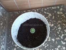 Комнатные растения и саженцы деревьев.