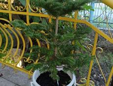 Комнатные растения и саженцы деревьев.