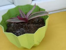 Комнатные растения и саженцы деревьев.