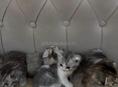 Котята чистокровные 