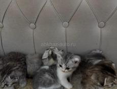Котята чистокровные 