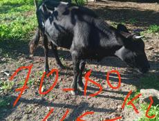Продам 