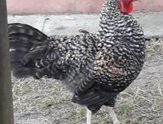Петухи породы Араукана+Лекбар