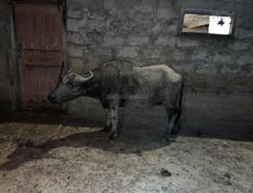🐄 🐃 