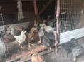 Цыплята возраст 3 недели 