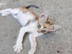 Котятки