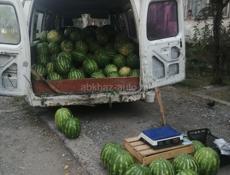 Арбуз Оптам 