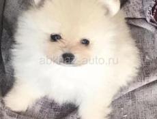 Щенки Шпица 💞💞💞💞💞💞💞