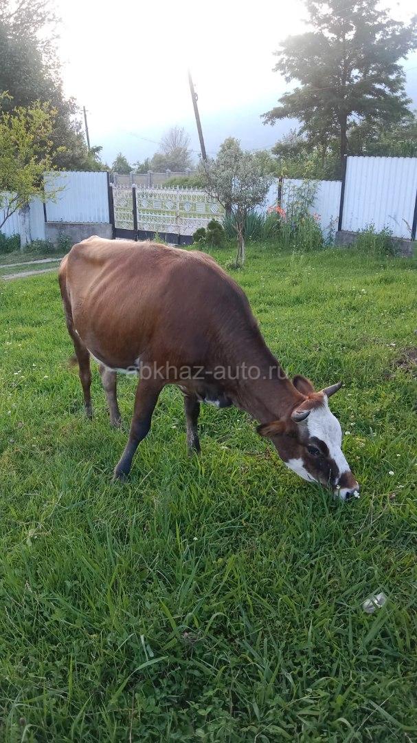 Продается корова 