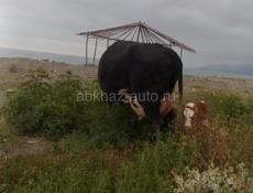 Продам телëнка бычка, корова молочна -мясистая