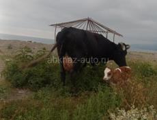 Продам телëнка бычка, корова молочна -мясистая