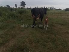 Продам телëнка бычка, корова молочна -мясистая