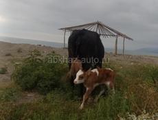 Продам телëнка бычка, корова молочна -мясистая