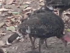 Продаются индюшки