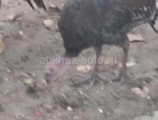 Продаются индюшки