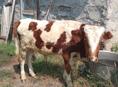 Продам годовалого бычка и тклку 9 месяцев