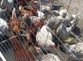Продам курочек с петушками