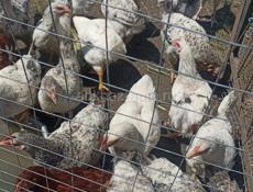 Продам курочек с петушками