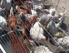 Продам курочек с петушками
