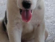 Алабай 