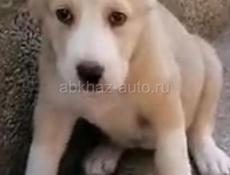 Алабай 