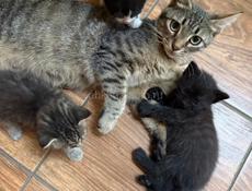 Отдам котят в добрые руки