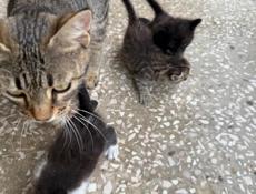 Отдам котят в добрые руки