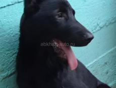 Щенок в дар