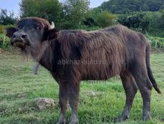 Продаётся буйвалица