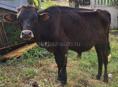 Продам 3 бычка ,4 коровы и телёнка 