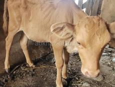 Продам 3 бычка ,4 коровы и телёнка 