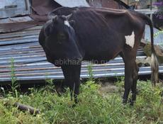 Продам 3 бычка ,4 коровы и телёнка 